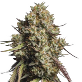 GORILLA COOKIES AUTO - 420 FASTBUDS